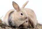Hasen und Kaninchen Gesundheit durch