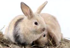 Plocher Schweiz unterstützt Kaninchenzucht