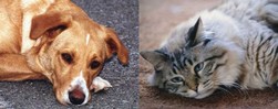 Plocher Schweiz Gesundleben DBB Einzelfutermittel für Hunde Katzen und Kleintiere