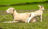 Plocherprodukte Schweiz für Schafe