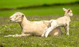 Plocher Schweiz für die Haustiere Schafe