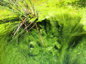 Plocher Schweiz Gesundleben DBB Teich schlammabau nach 20 Tagen Plocher Schlammabau