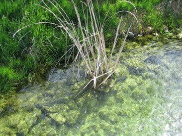 Plocher Schweiz Gesundleben DBB Teich schlammabau nach 8 Monaten Plocher Schlammabau