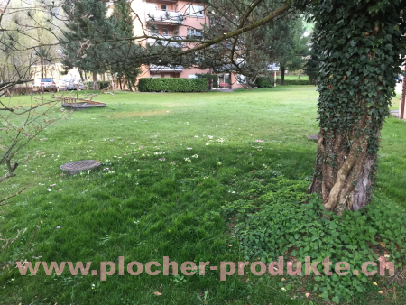 Plocher Schweiz Gesundleben DBB Wachstums Unterschied mit Plocher Humus Bode Plocher Schweiz Gesundleben DBB Wachstums Unterschied mit Plocher Humus Boden