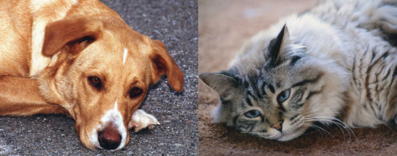 Plocher Schweiz Gesundleben DBB Hunde KAtzen Futtermittel