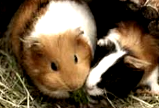 Plocher Schweiz Gesundleben DBB Meerschweinchen Plocher Schweiz Gesundleben DBB Meerschweinchen